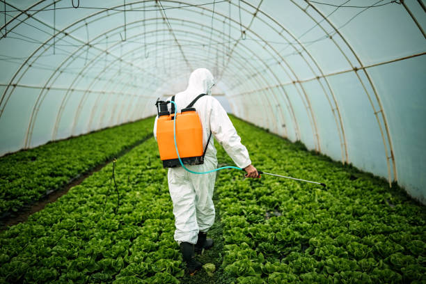 Best Affordable Pest Control Services  in Swift Trail Junction, AZ